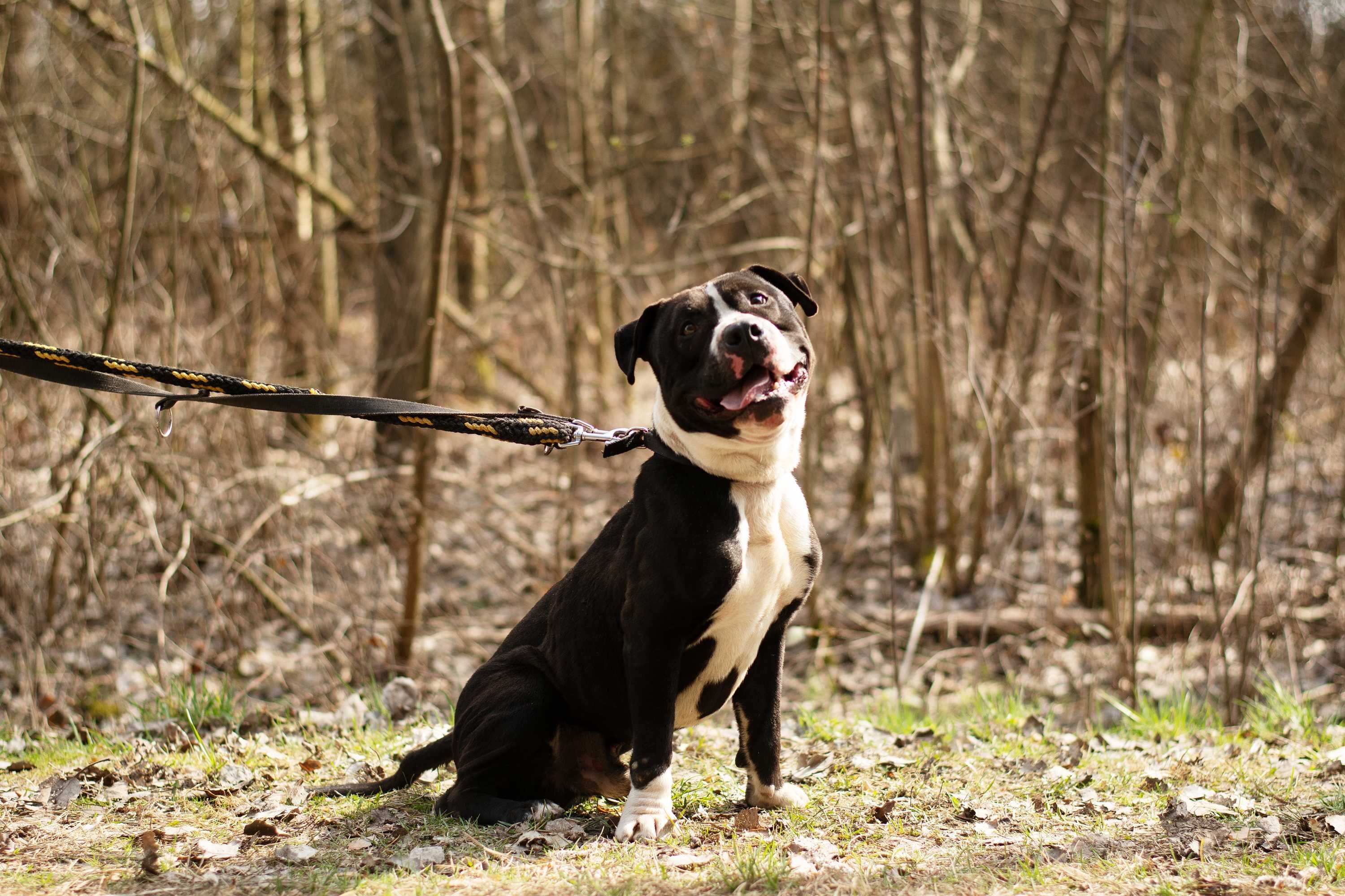 SHARP - mięśniak w typie pitbulteriera - tylko dla doświadczonych
