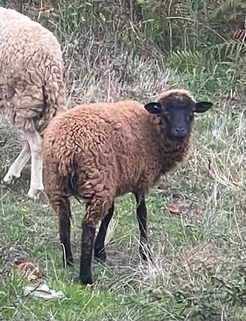 Duas anhas  novas para venda