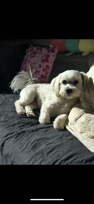 Krycie Maltańczyk śliczny 300 zł