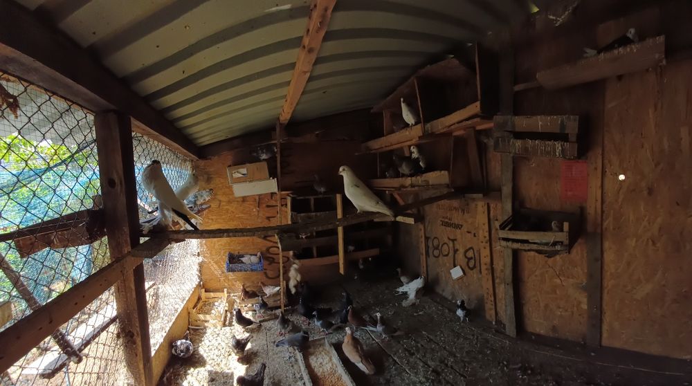 pombas de várias raças