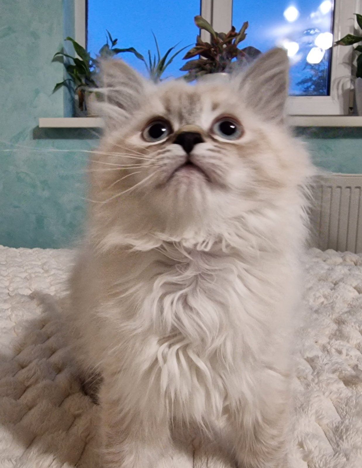Невські маскарадні котята