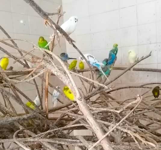 Periquitos novos criados em viveiro comunitário