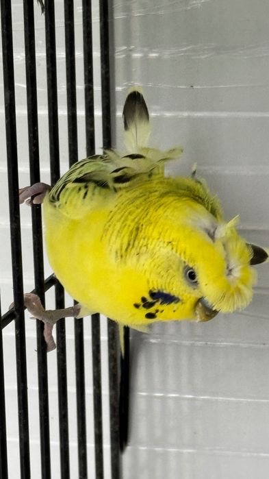 Periquitos Mutações