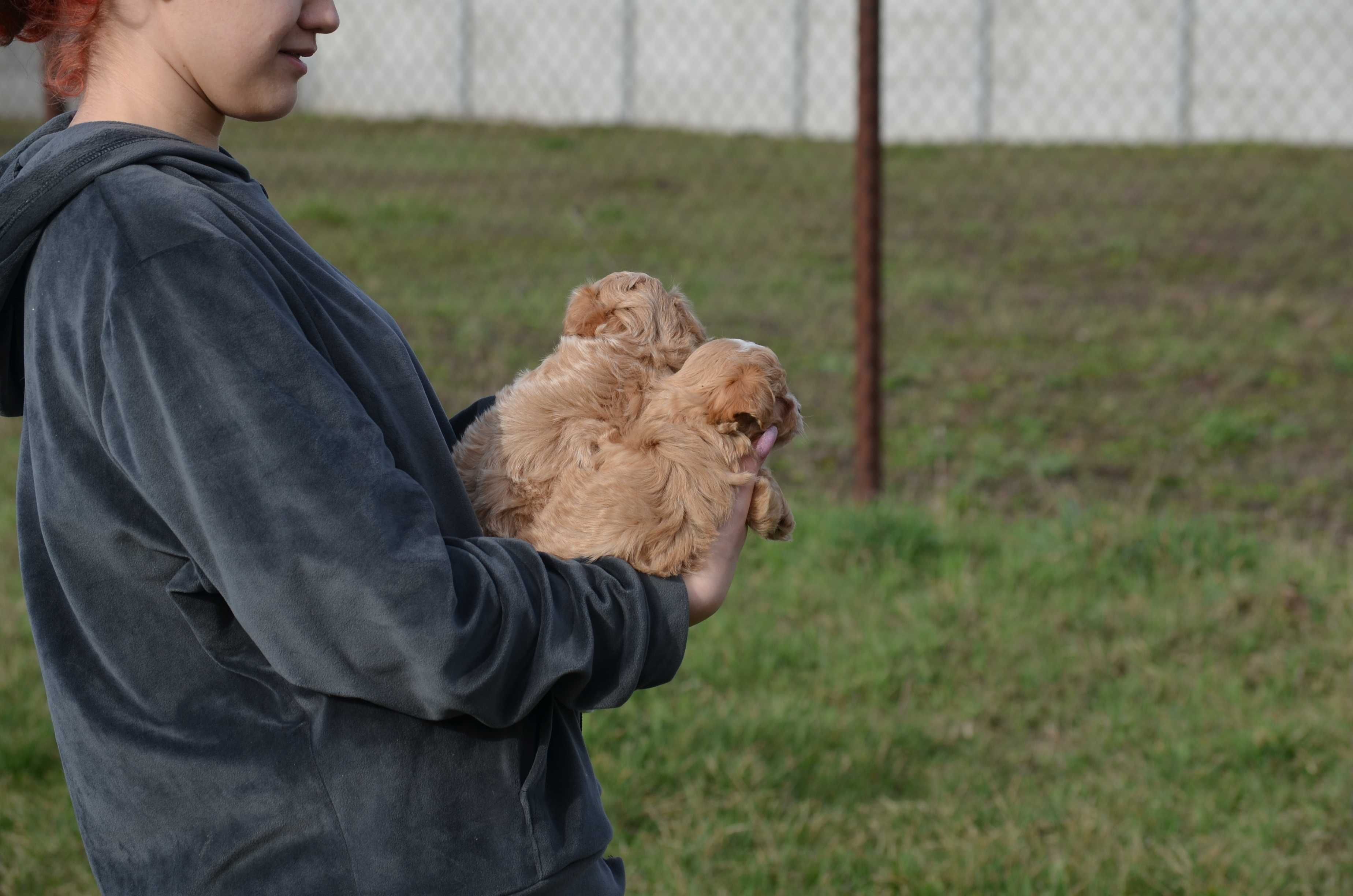 Мальтіпу/Maltipoo, F1! Київ, або відправлю в інше місто чи країну