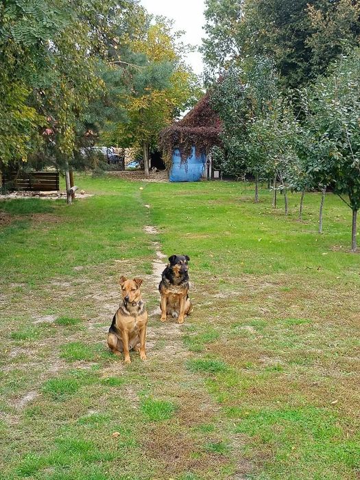 Za darmo Scooby cudowny piseł