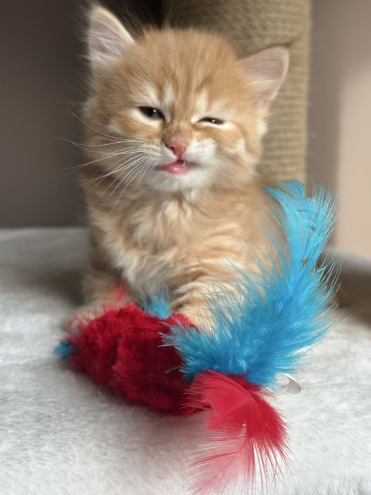 Piękny Kocurek Syberyjski AMARU SeverynKa*PL