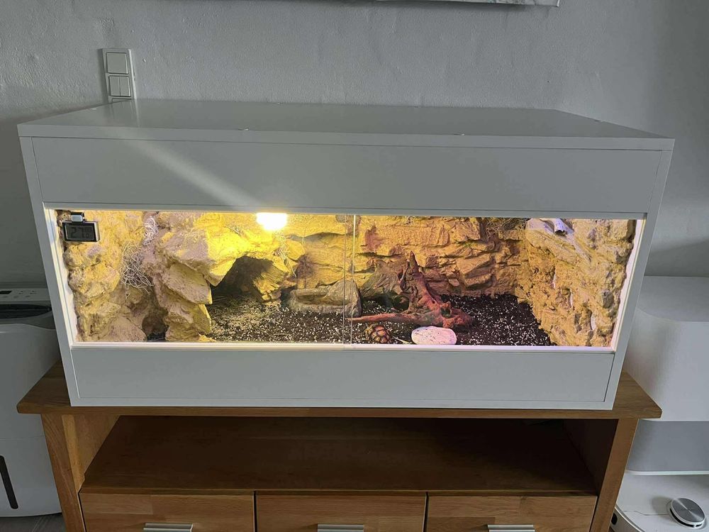 Terrarium pustynne, tropikalne. Żółw, jaszczurka.