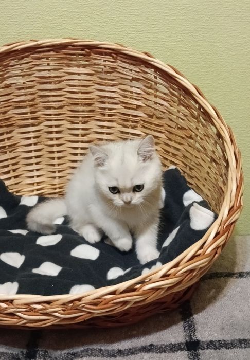 Пухнасте щастячко