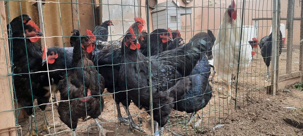 Galos Jersey Gigante Negro