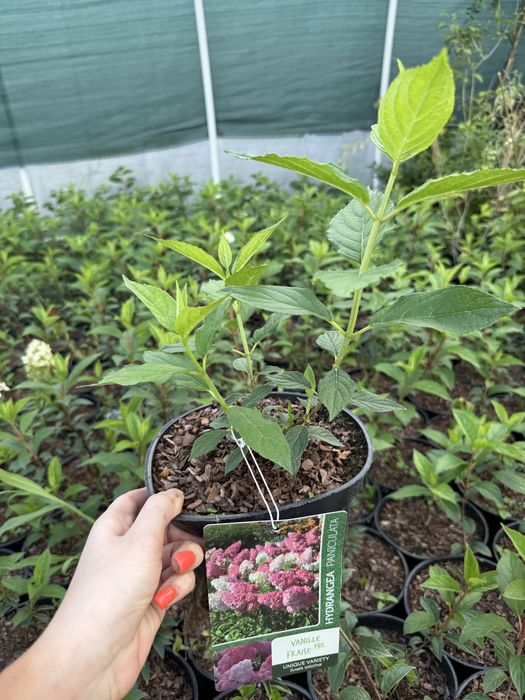 Hortensja bukietowa vanille fraise, polar bear, limelight, fraise melb