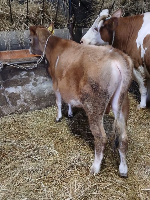 Byk, byczek 5 miesięcy czerwono-biały mieszaniec do hodowli