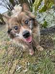 Puszek do adopcji Schronisko Sokołów