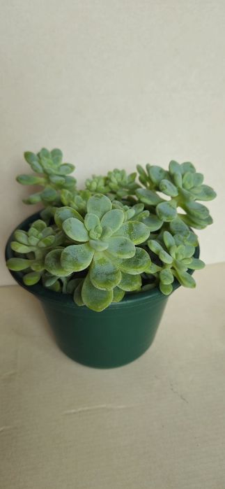 Planta Suculenta Sedum Clavatum em Vaso plástico 15 cm