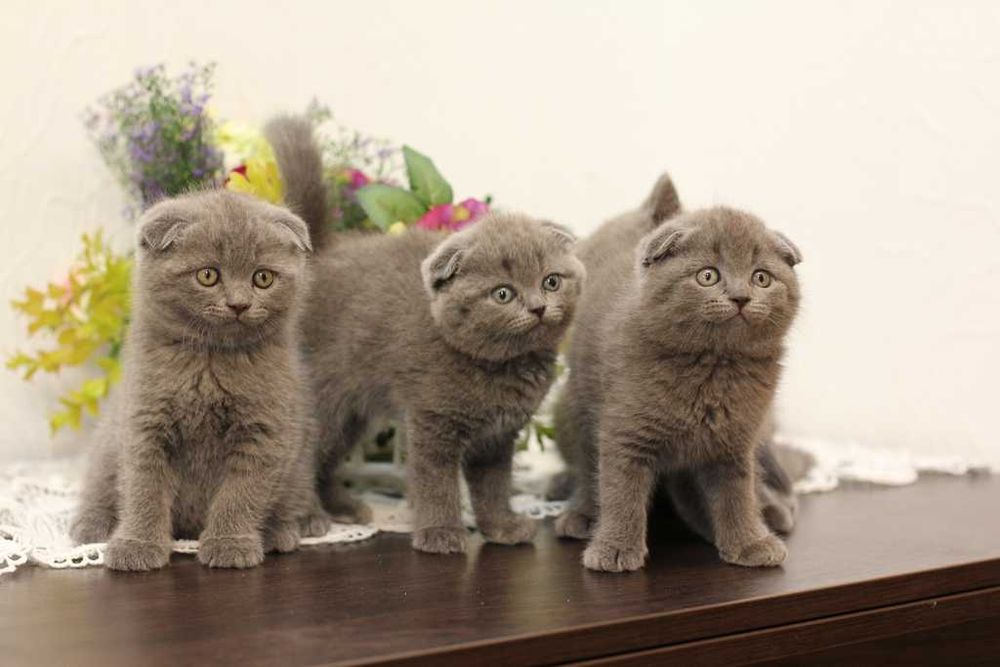 Котята шотландские вислоухие