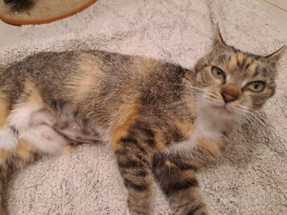 MRUCZKA. Sliczna kotka u  uratowana z ulicy