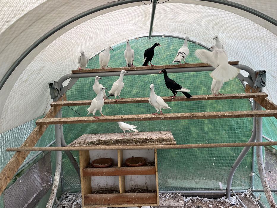 Srebrniaki bialoogony