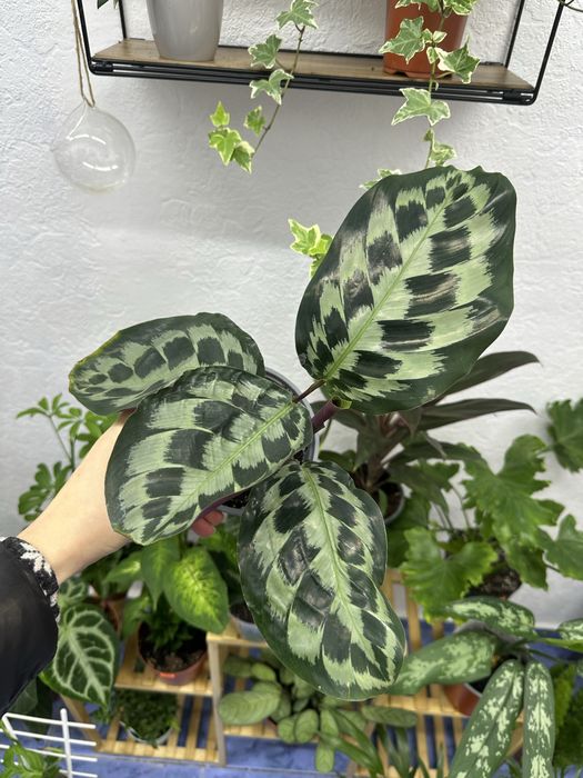 кімнатні квіти рослини