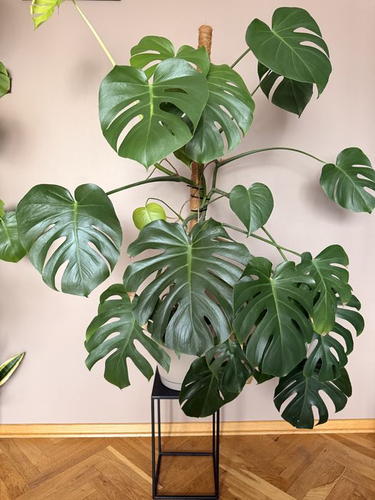 Monstera z dobiczką