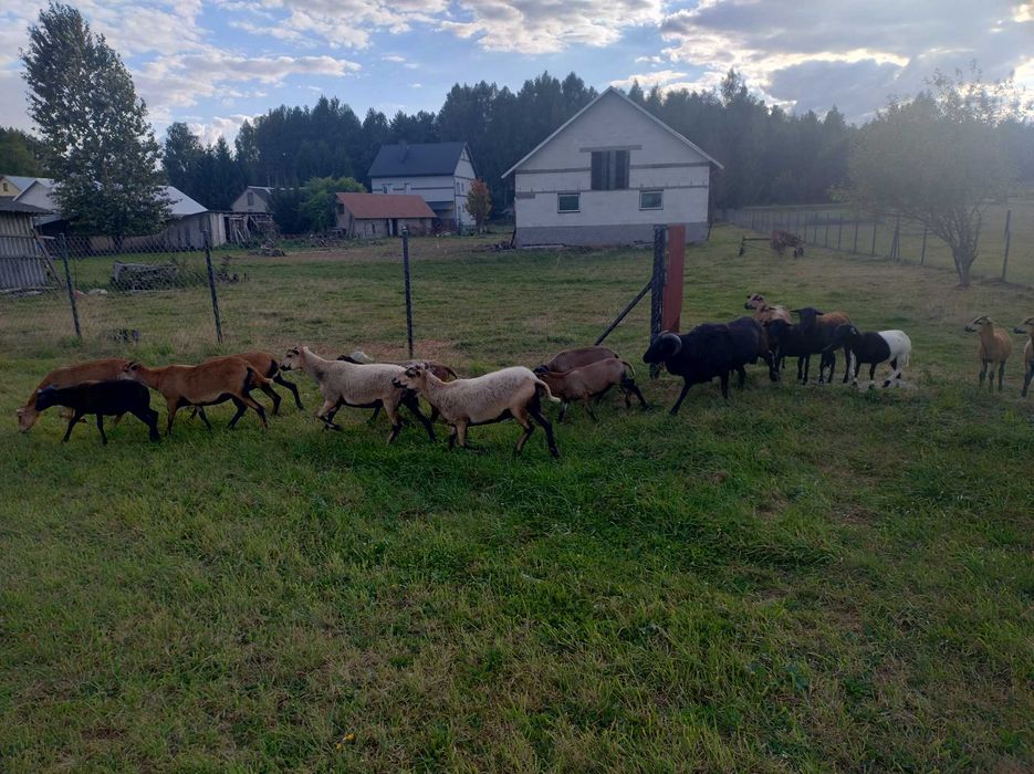 Owce i baranki kameruńskie