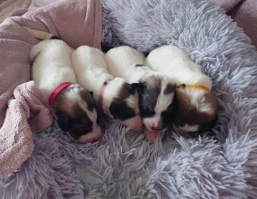 Pirenejski Pies Górski szczeniak   HERD KEEPERS FCI  - szczenię  FCI