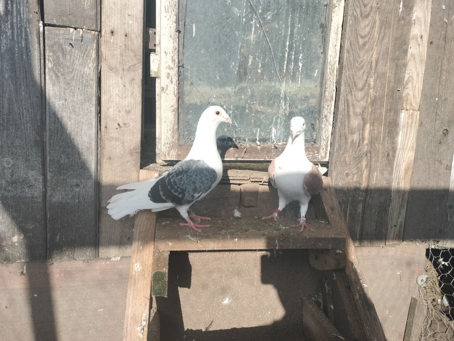 Sprzedam gołębie ozdobne