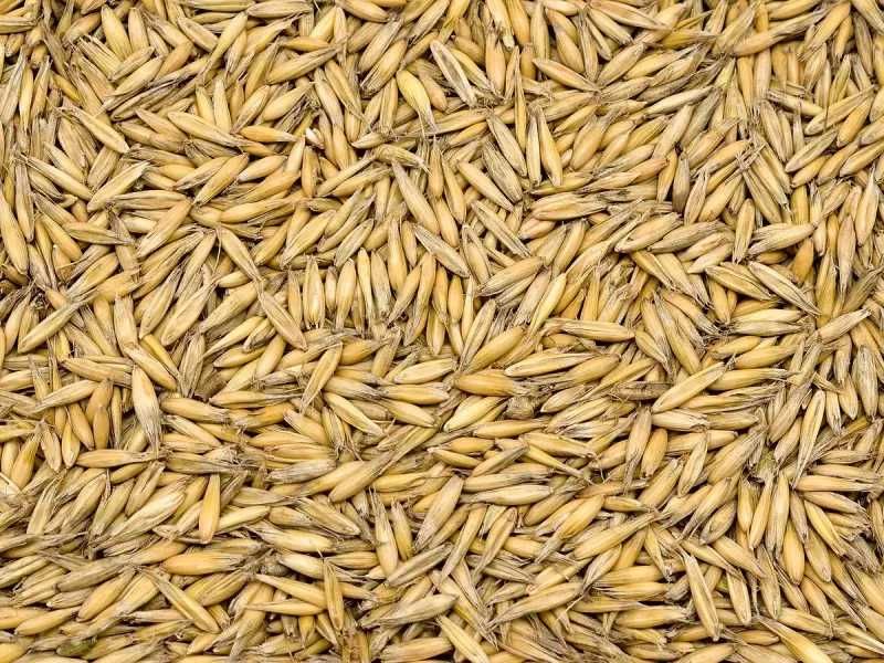 Owies 20 kg - Święte Hurtownia pasz dla drobiu przydomowego