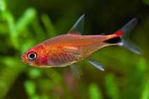 Tetra Rubinowa - Axelrodia Riesei