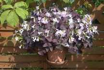 Szczawik trójkątny purpurowy Oxalis Triangularis 75 sztuk + GRATISY