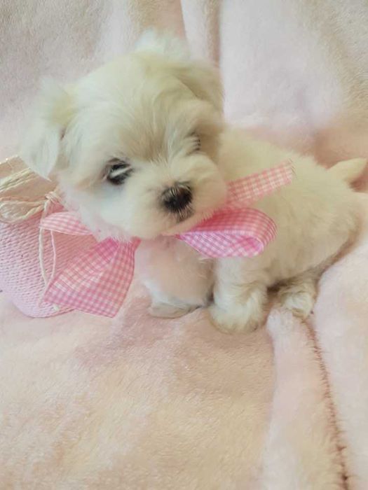 Mini Maltańczyk Piesek, rodowód, chip . Czysto biały.