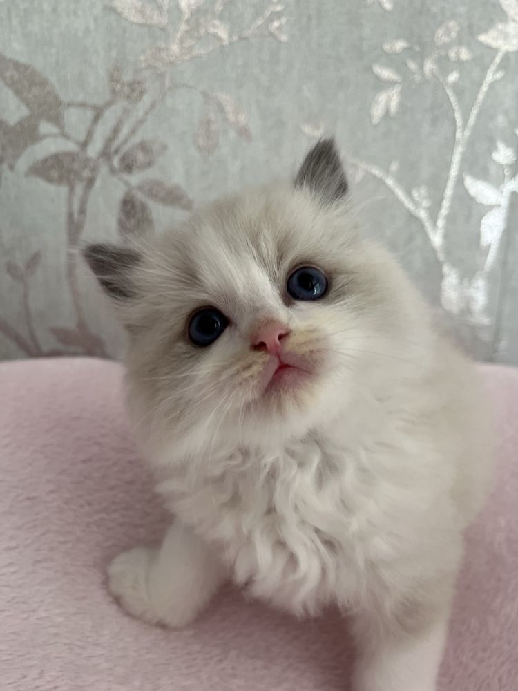 Ragdoll sliczny kocurek