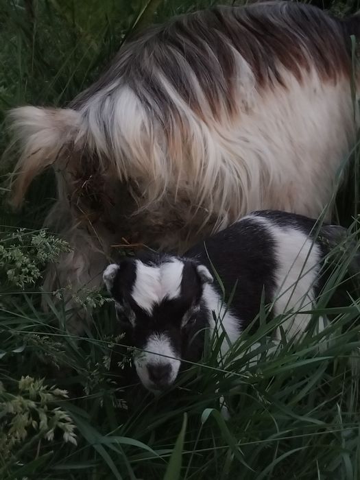 Продаються вівці і кози