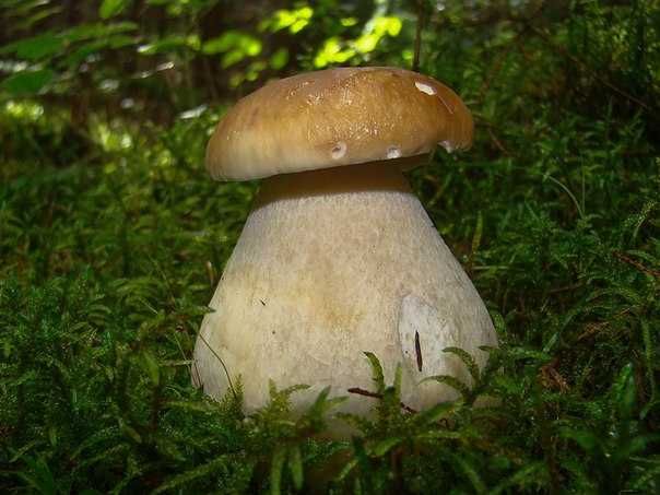 Живой свежий мицелий белых грибов высшего качества