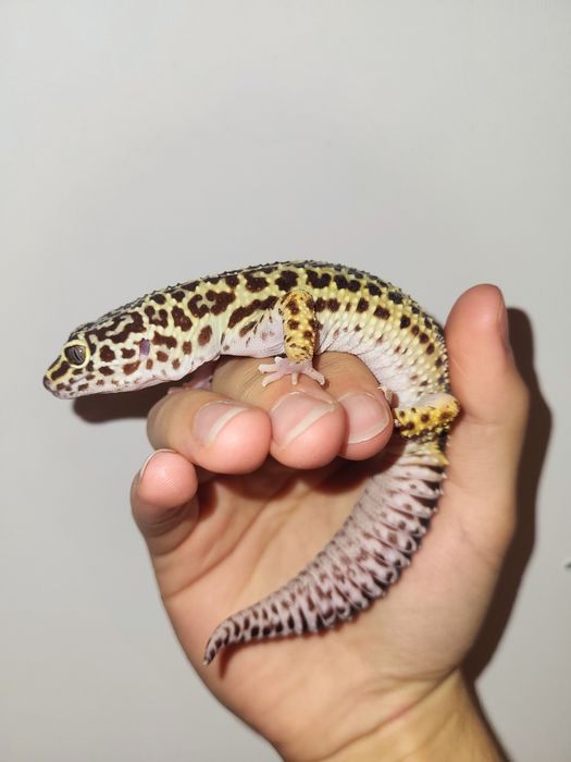 Gekon lamparci samica dorosła