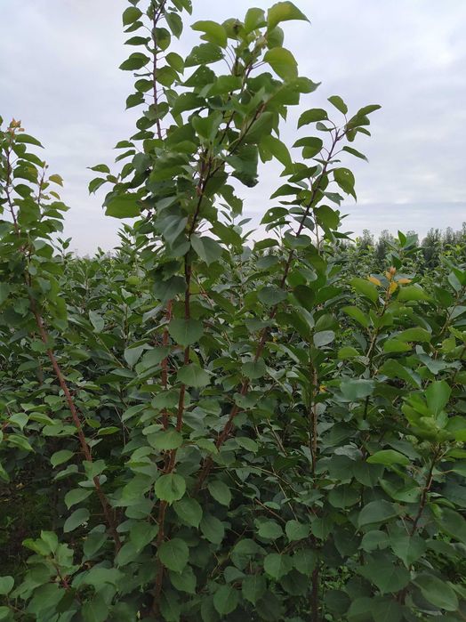 Drzewka  Morele, Jabłonie bezparchowr