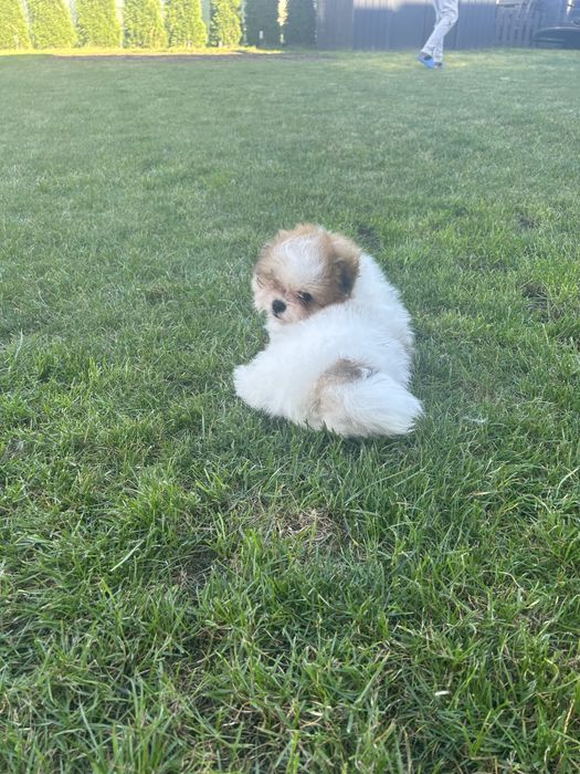 Szpic miniaturowy- pomeranian