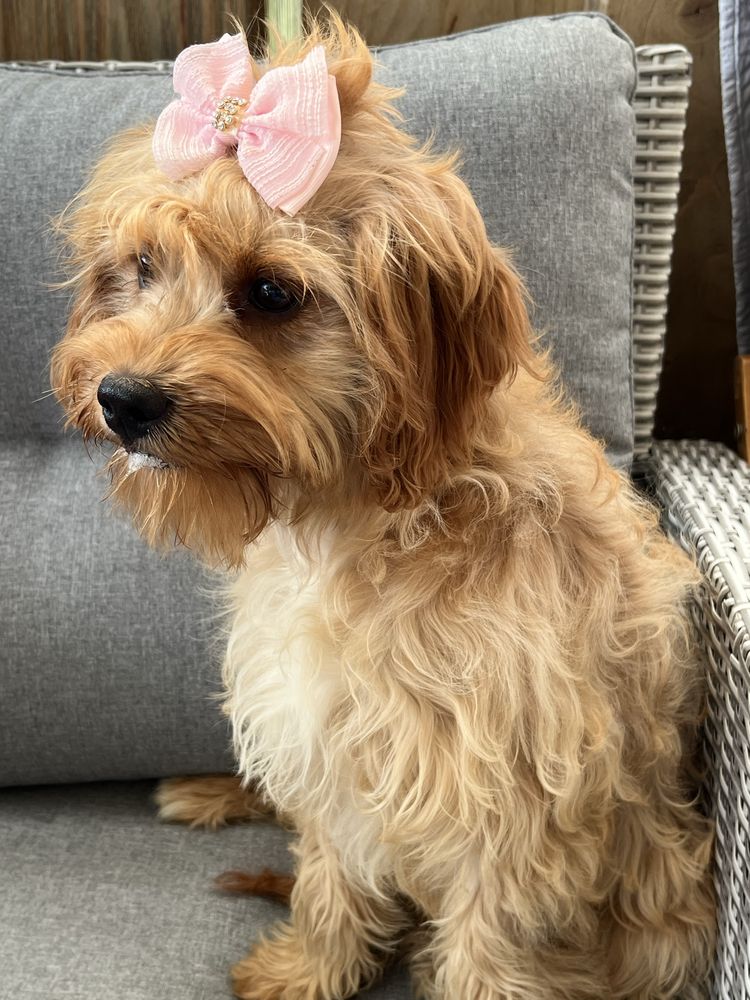Suczka cavapoo do odbioru