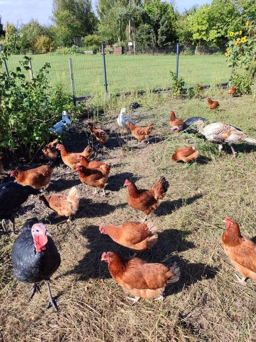 Jaja wiejskie naturalne