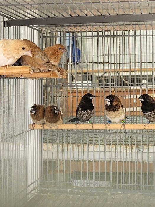 Bengalins bom preço para o lote