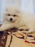 Samoyed / Samojed - OSTATNIA sunia RODOWÓD
