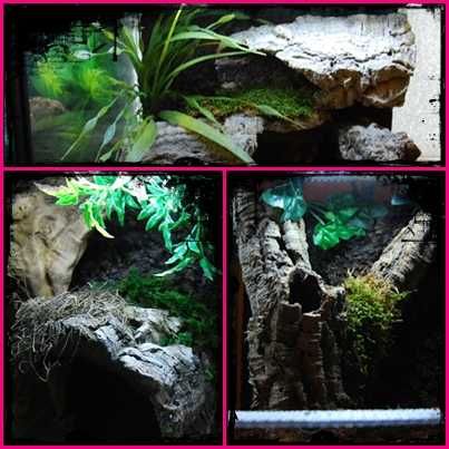 TERRARIUM 30/30/30 cm LIZARD shop