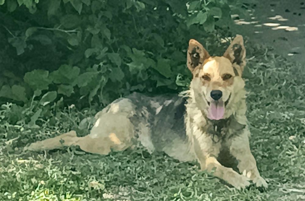 Помогите найти собаку