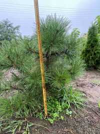 Сосна чорна Австрійська, Pinus nigra