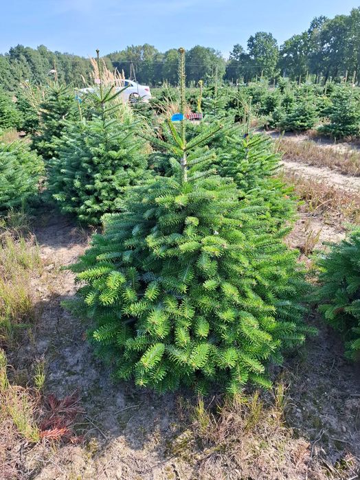 Jodła Kaukaska w donicy PREMIUM 125-150 cm/cięta od Tuchoinki.pl