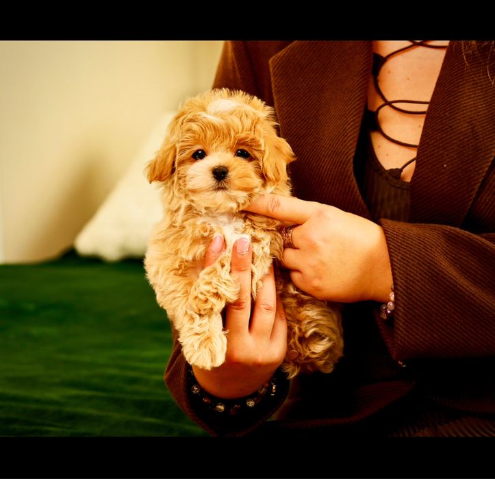 Ексклюзивні LUXERY щенята мальтіпу! VIP цуценята мальтіпу ф1