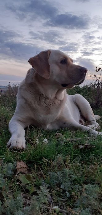 Вязка лабрадора !!!