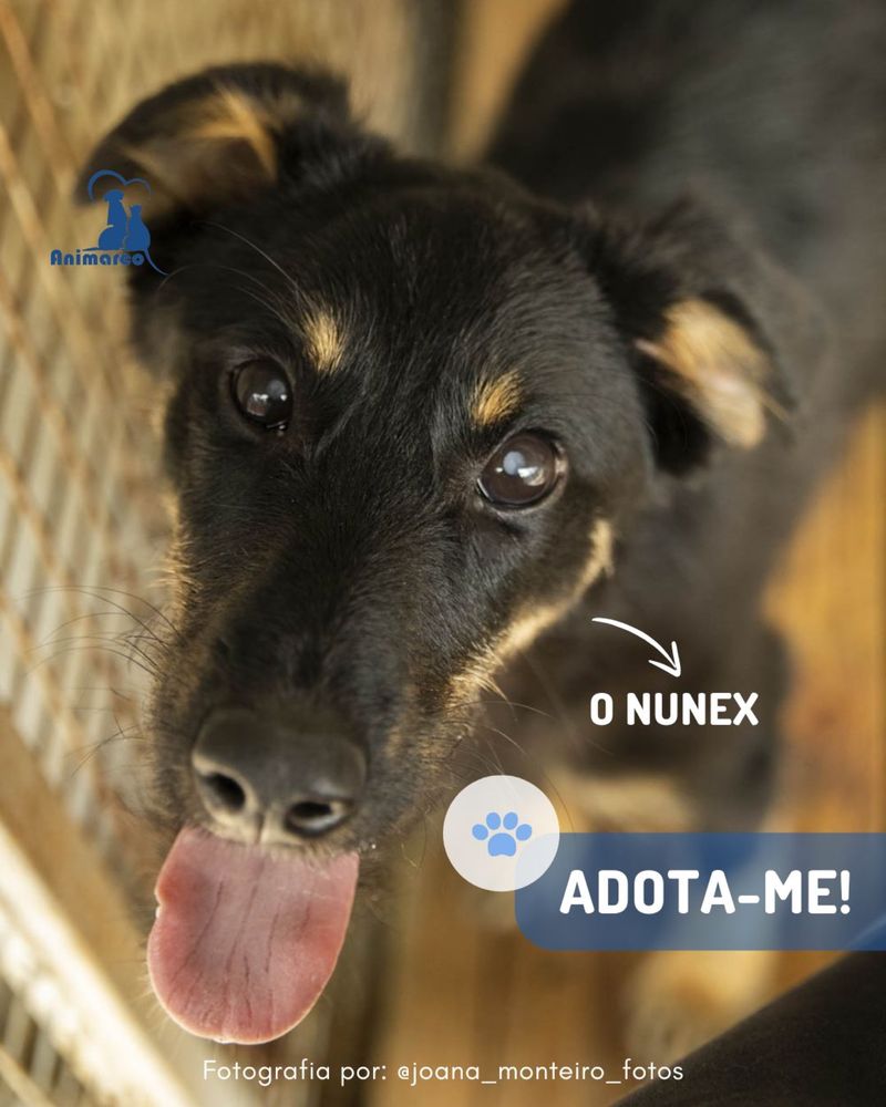 Nunex - cao porte medio para adoção