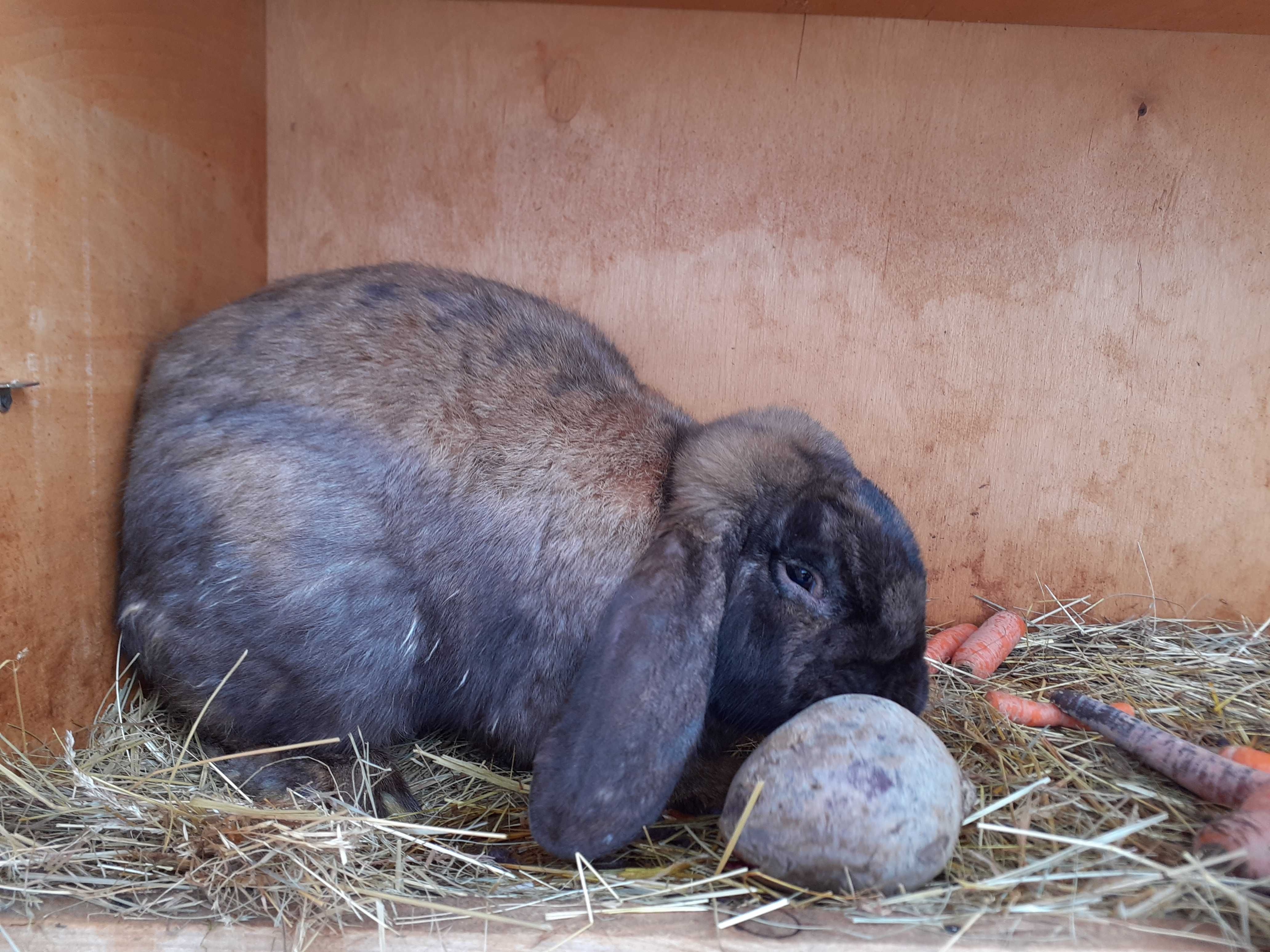 Króliki barany francuskie       srokacze  i inne