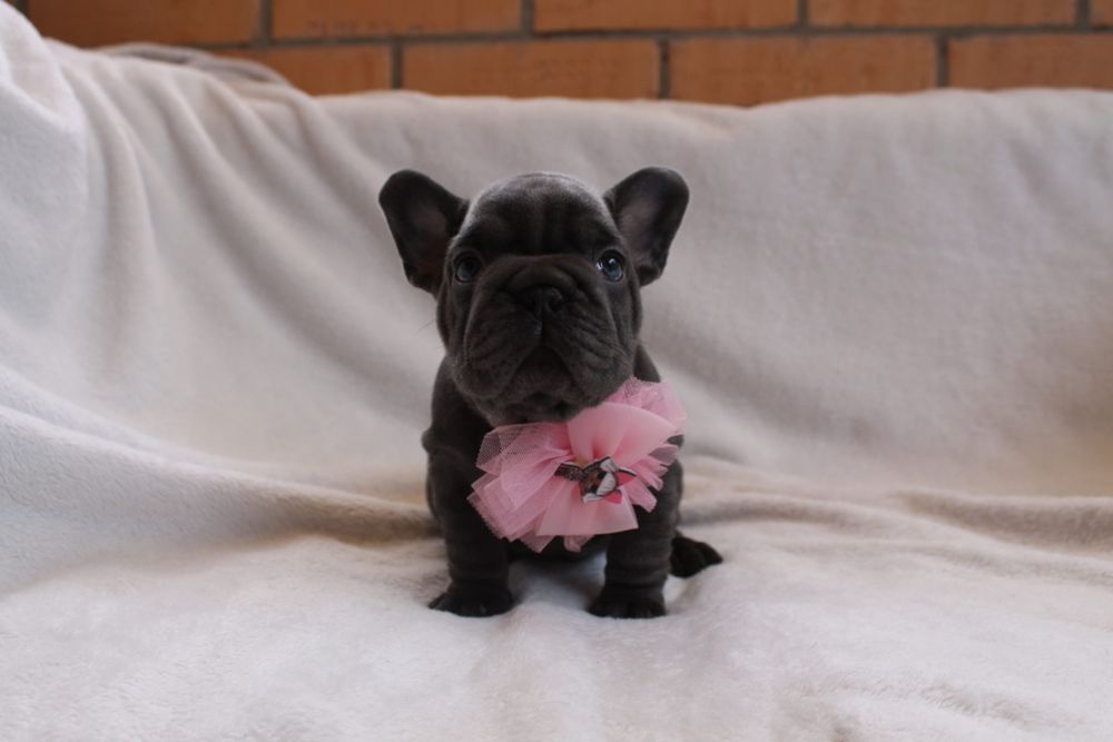 Красуня голуба Біг роп