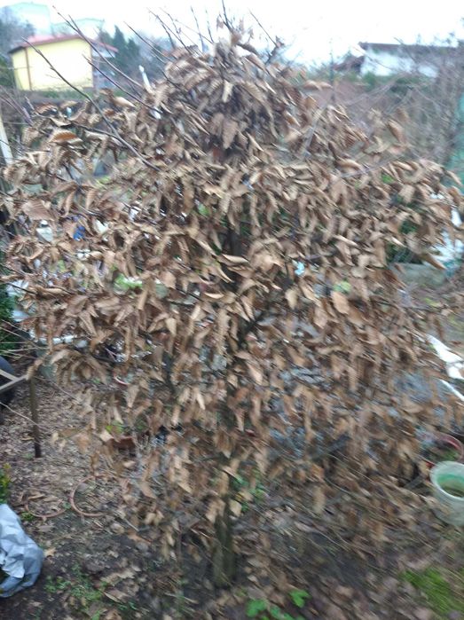 Sprzedam 7 letni bukszpan (wiecznie zielony).