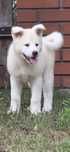 Suczka Akita Inu